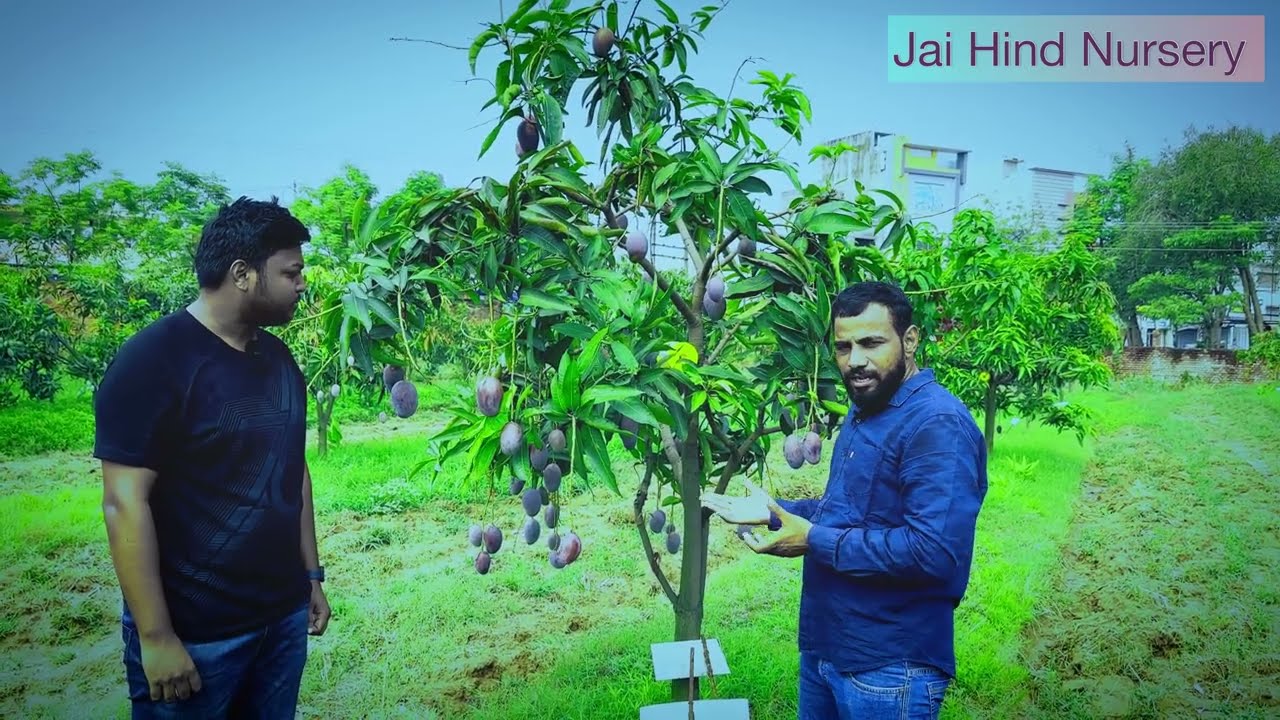 Indian Miyazaki mango, आम की नई बैगनी क़िस्म, #jhn