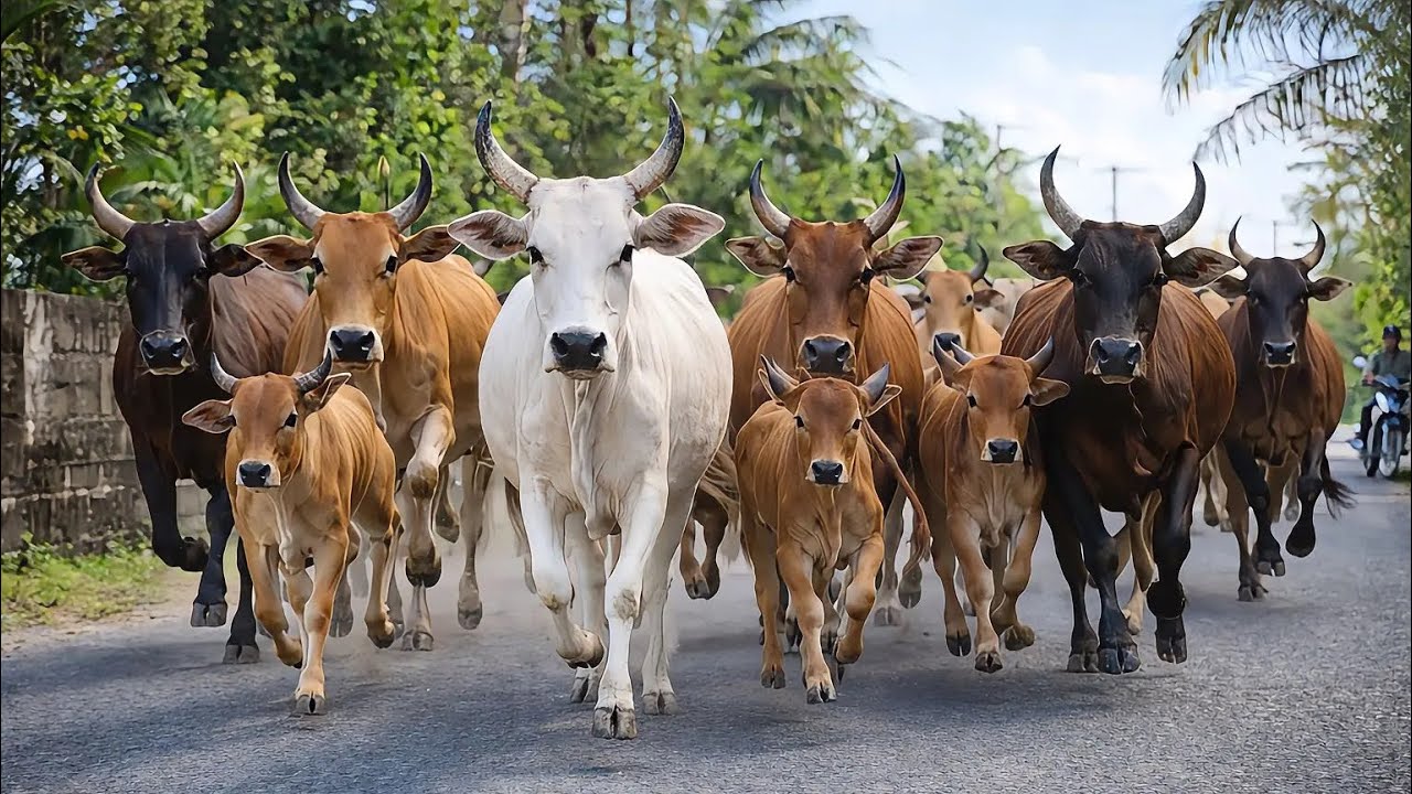 Выпас десятков ручных коров утром - Коровы бегут - Видео с коровами - Смешные коровы - Звуки коро...