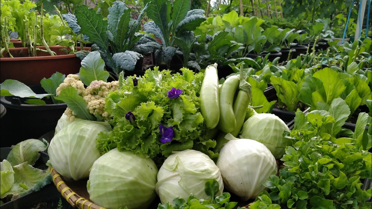 SUDAH SAATNYA PANEN KUBIS DI KEBUN BALKON.#berkebundirumah#gardening