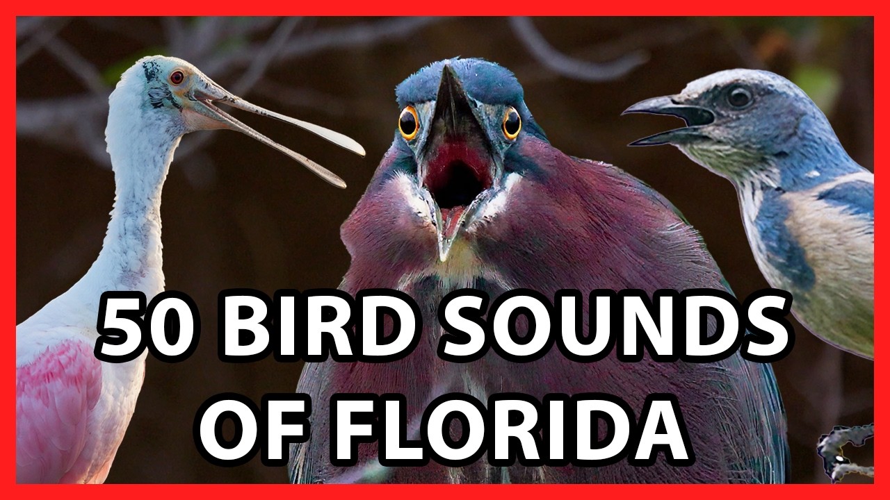 50 Bird Sounds of Florida