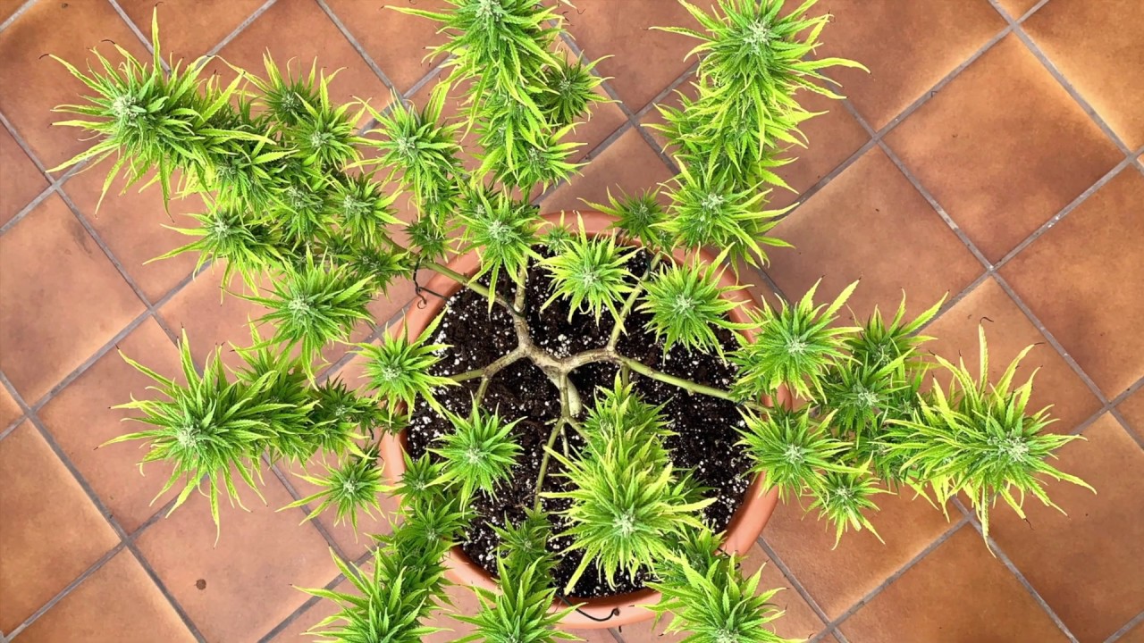 MAINLINING Tecnica de cultivo