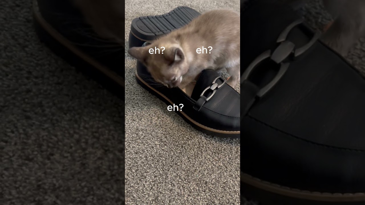 What is this cat doing? | Tonkinese Kittens #catsofyoutube