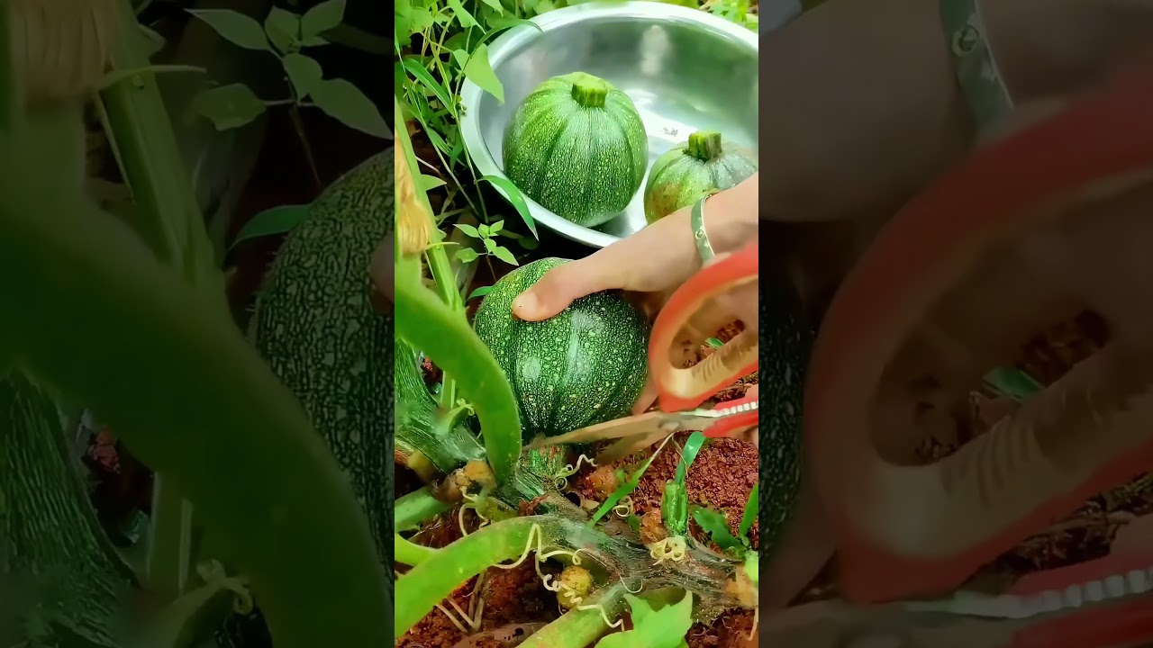 The process of harvesting small pumpkins