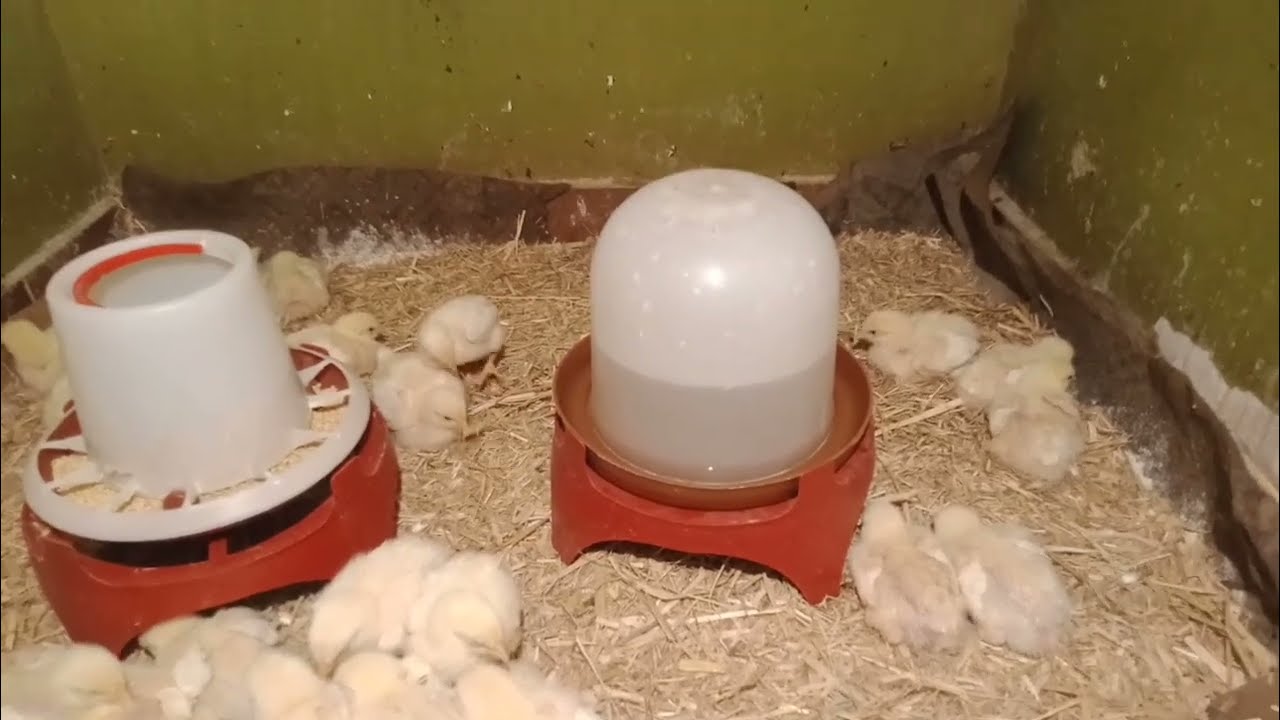 وداعاً لضيق المكان! 🐥 نقلت الكتاكيت في العشة الجديدة بعد التطهير والتعقيم الصح!