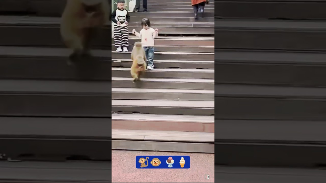 naughty monkey takes a sweetie 🫣😱 