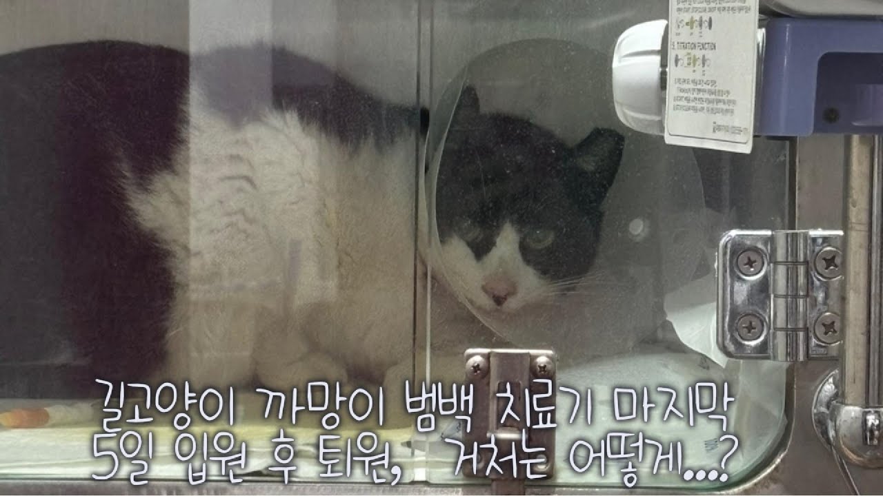 길고양이 범백 치료기 ep 3 l 성묘 길고양이 범백 입원치료 vlog l 범백 음성 l 복막염 음성 l 까망이는 다시 길로...? l 누나 삼색이마저 실종