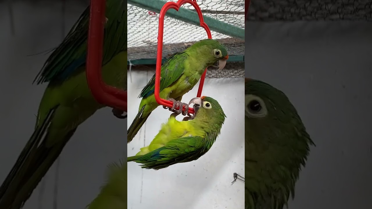 Frente naranja perico