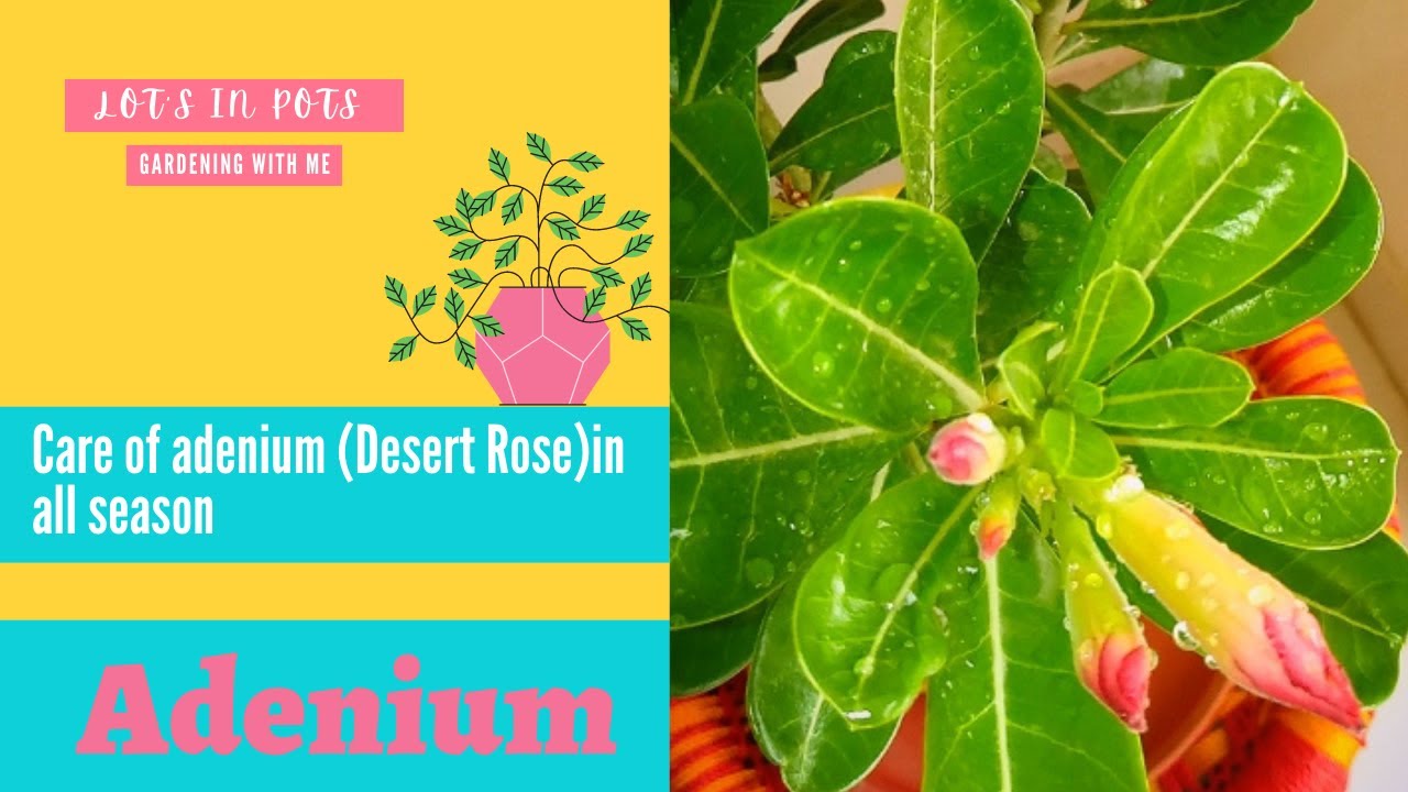 All about adenium | care of adenium (Desert Rose)in all season