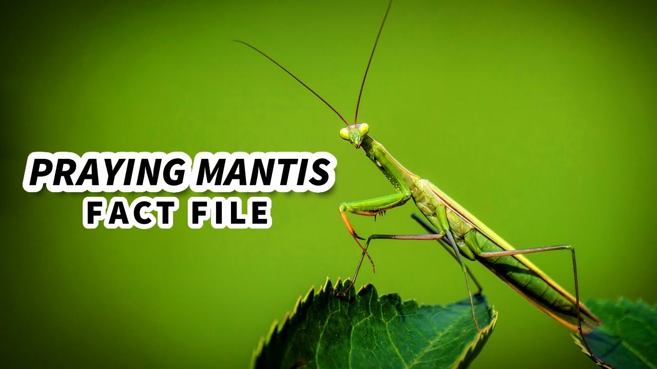 Praying Mantis Facts: an ANIMAL with only ONE EAR | Animal Fact Files