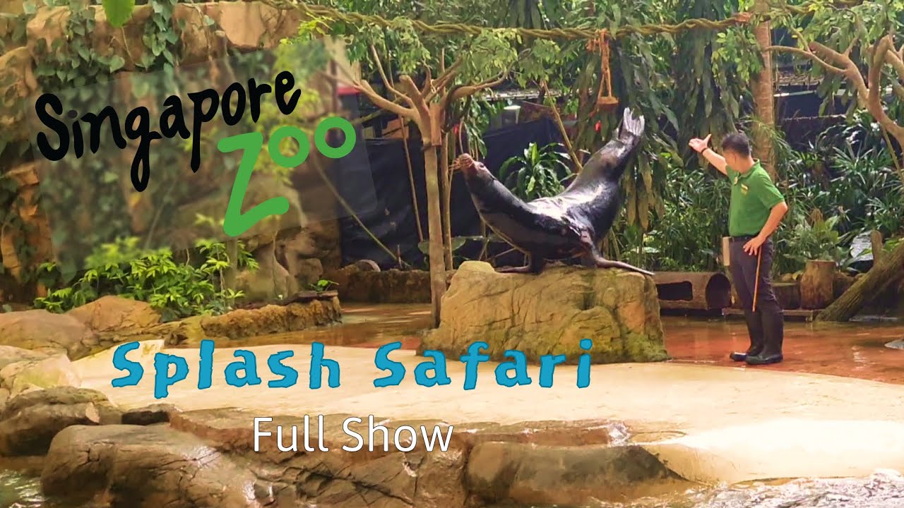 Splash Safari Sea Lion Show at Singapore Zoo, 2024