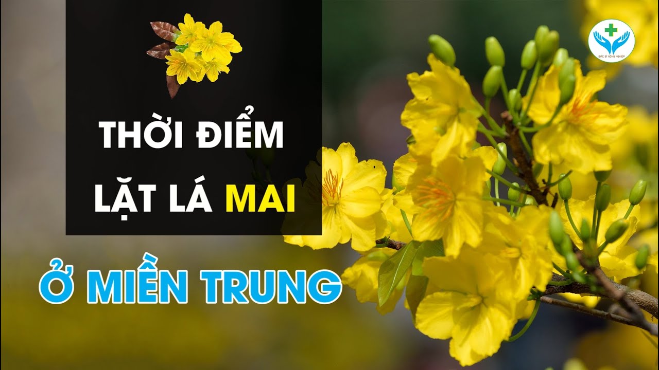 Thời điểm lặt lá mai miền trung để hoa nở đẹp nhất đúng dịp tết︱ Nông Sản ND