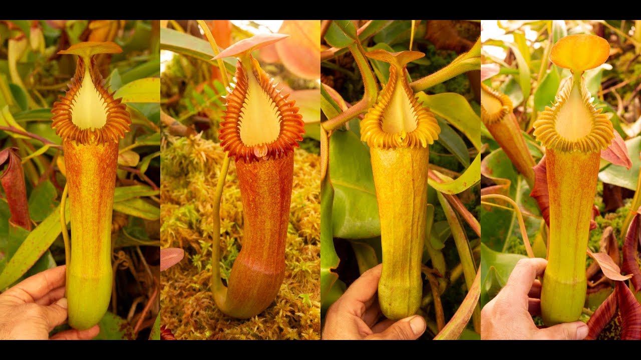 Nepenthes edwardsiana at Exotica Plants!