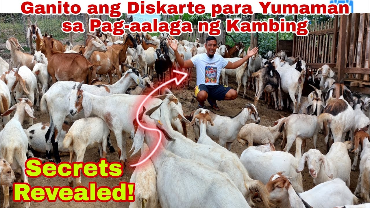 Pulis Umasenso Mula ng Mag-Alaga ng 7 Kambing ngayon 250 Piraso na