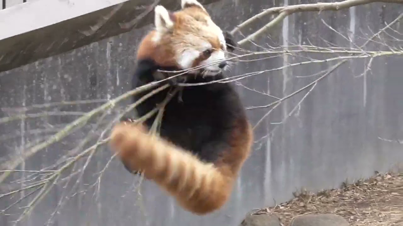 [Fall from a tree?] Red Panda [Ichikawa City Zoo and Botanical Garden in Chiba, Japan]