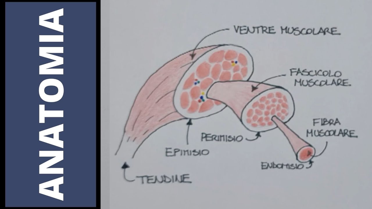 Muscoli, tutto quello che c'è da sapere