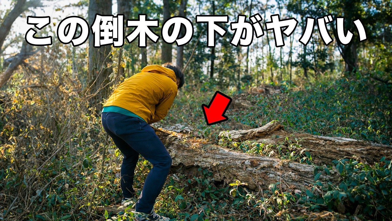 いた！冬の山の木を起こすとヤバイ虫が大量に！