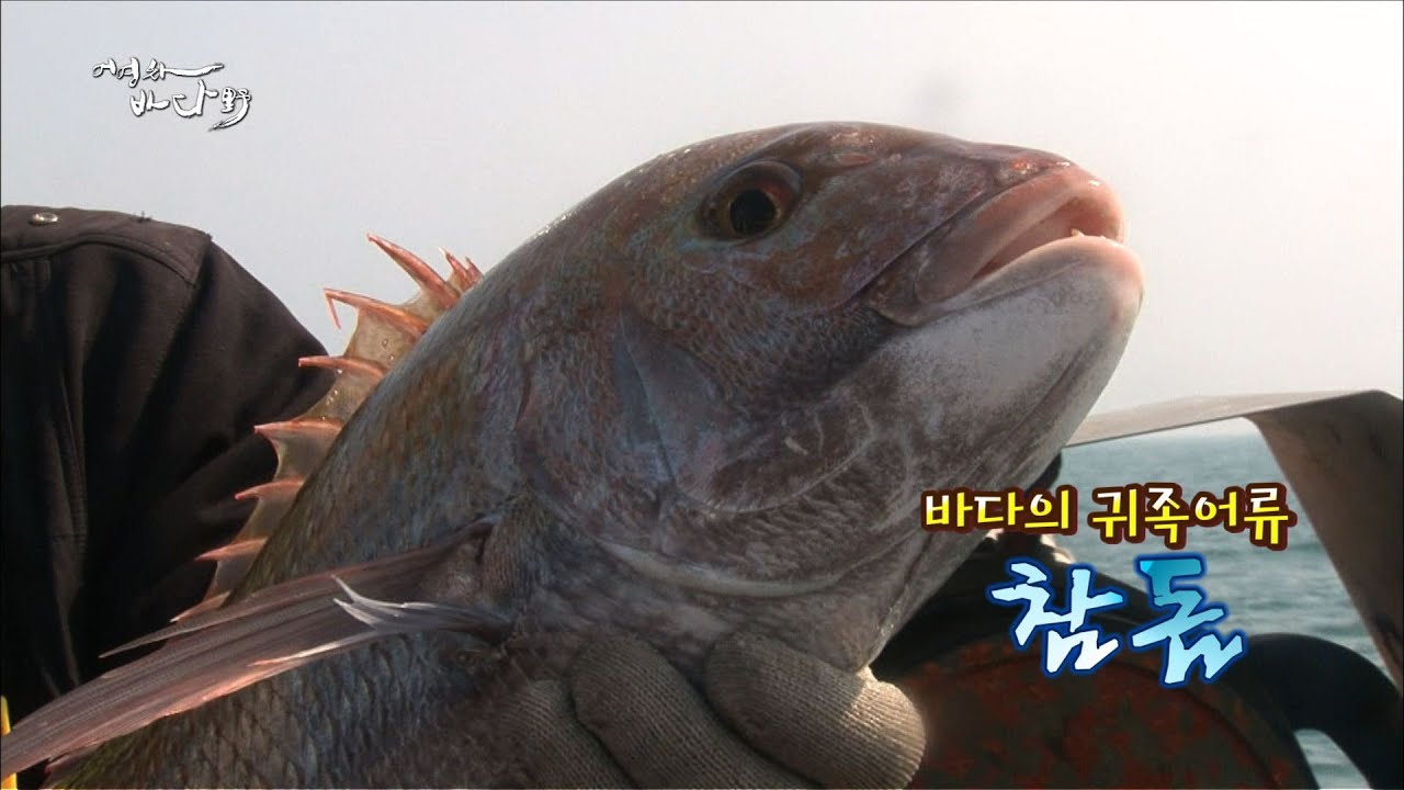 진짜 중의 진짜! 돔 중의 돔! 참돔 이야기! [어영차바다야]