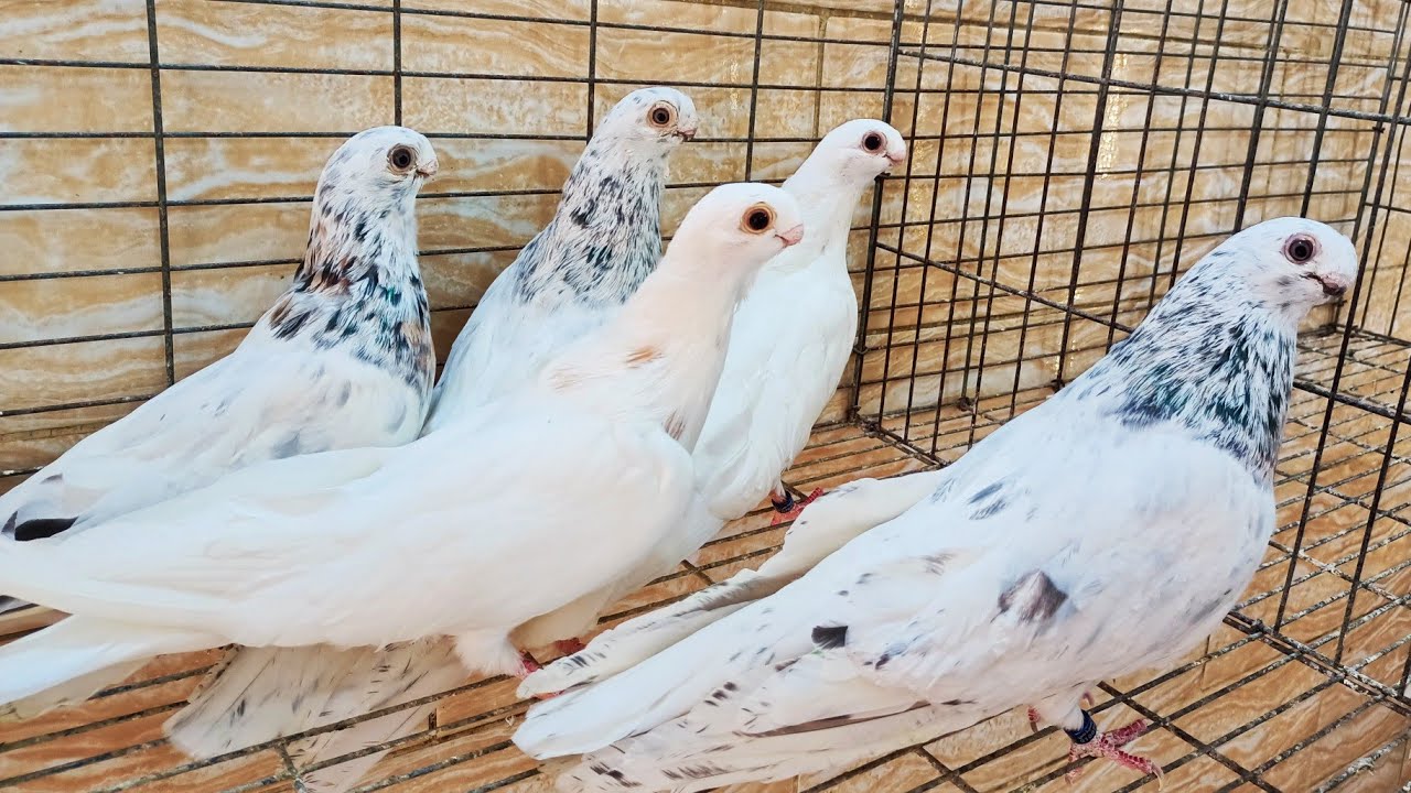 للبيع مجموعه حمام احمر غزار بلق خضر و صافي وزغاليل غزار وزاجل ورومانى عند السعيد عايش 01033969260