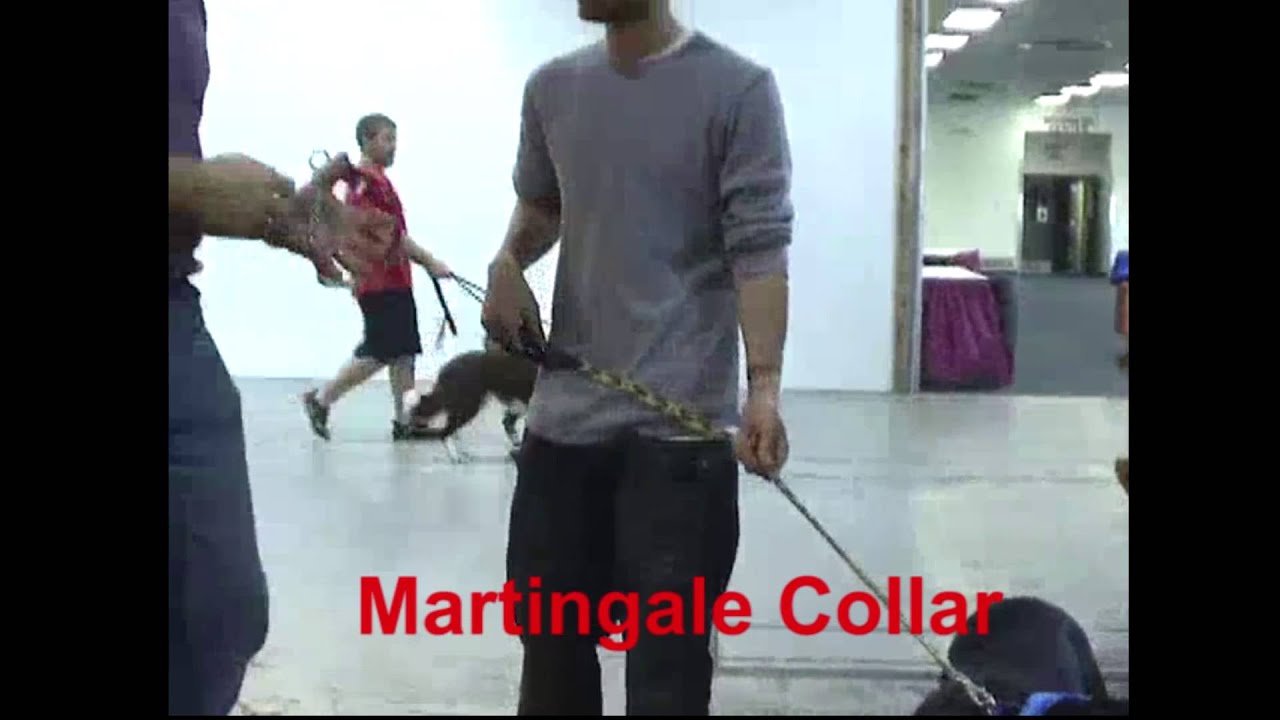 Martingale Collar & The Ultimate Leash Demo with Cooper