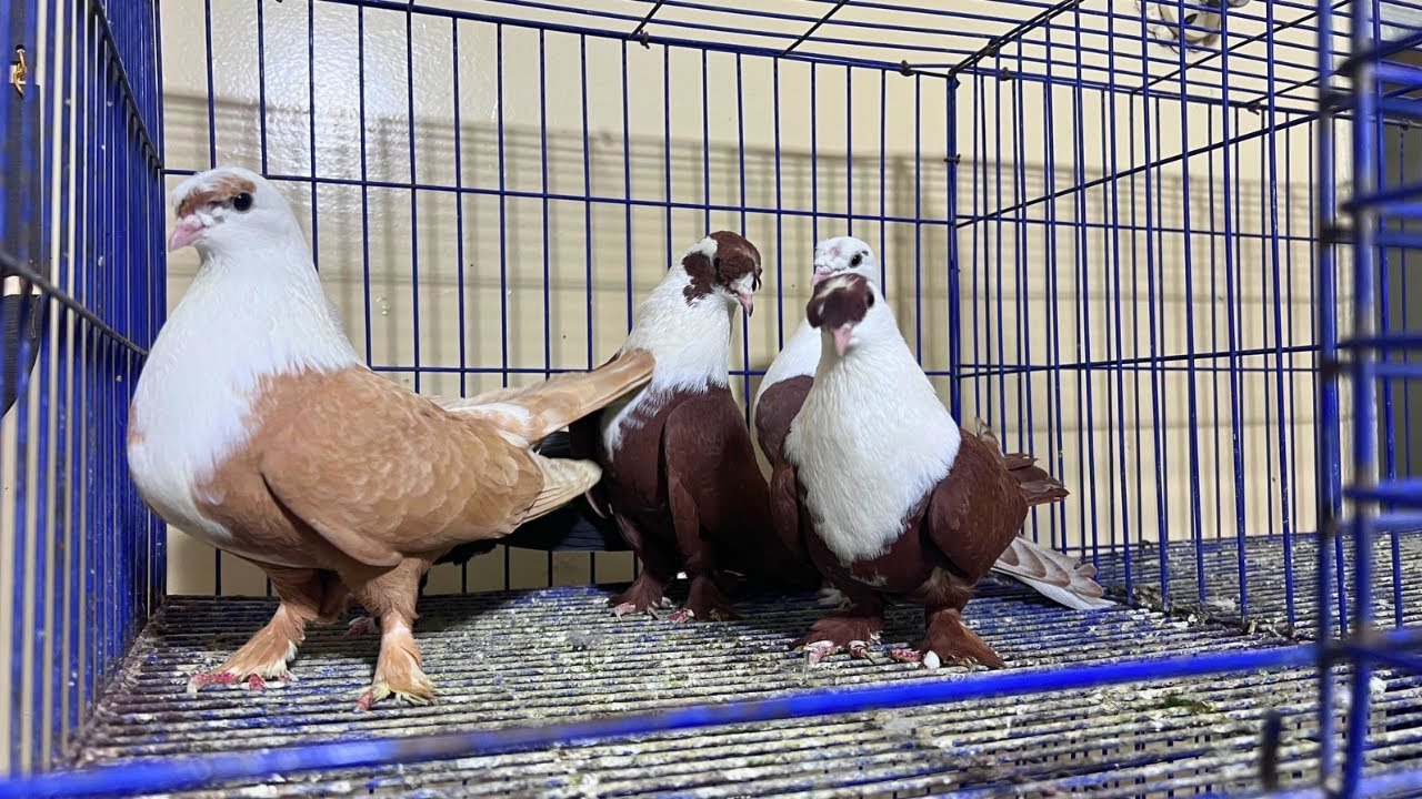 غيه حمام للبيع كل انواع الحمام 🕊️