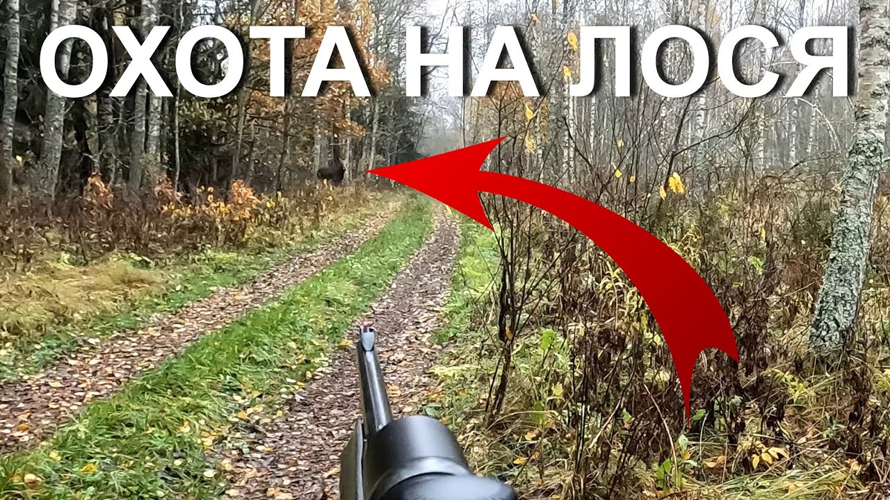 Охота НА ЛОСЯ 💥 Многое попало в кадр.