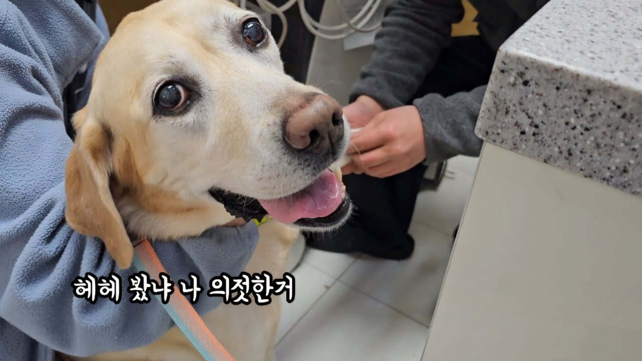 그동안 영상 못올렸던 이유 밀란이 근황