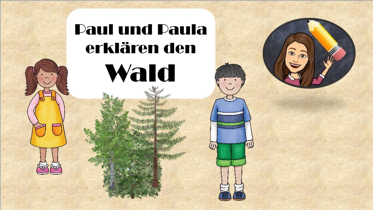 Der Wald - Stockwerke des Waldes - Erklärvideo für die Grundschule Klasse 3 und 4