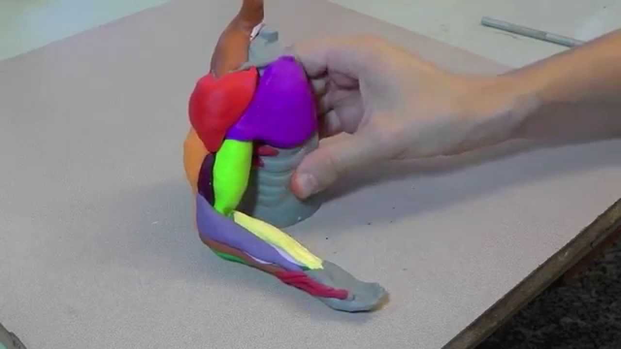 Sculpt all the Muscles of the Arm in Clay!