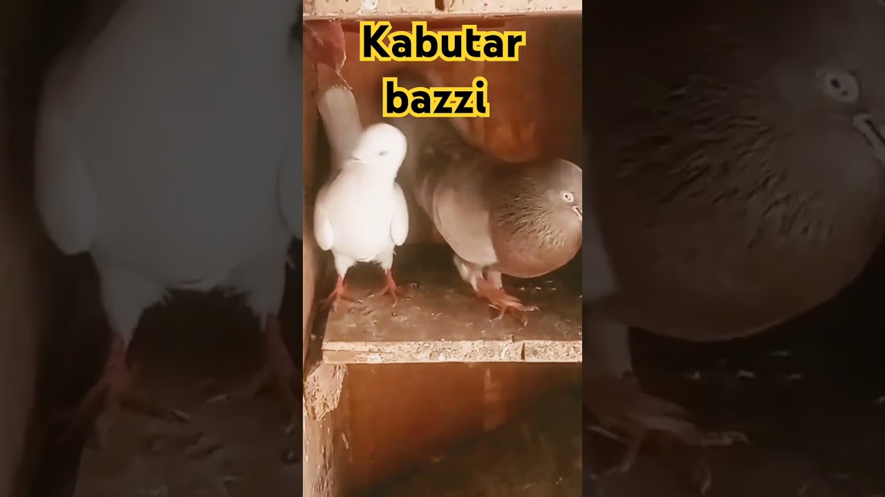 #kabutar baaz #laal tamda kabutar #jarcha motichur