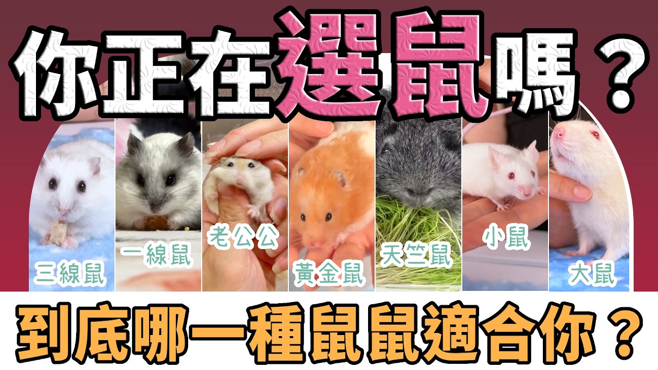 你適合養哪一種鼠鼠？寵鼠界七大代表登場！|【不踩雷養鼠攻略】 三線鼠、一線鼠、老公公鼠、黃金鼠、天竺鼠、寵物小鼠、寵物大鼠 飼養向性大比拼