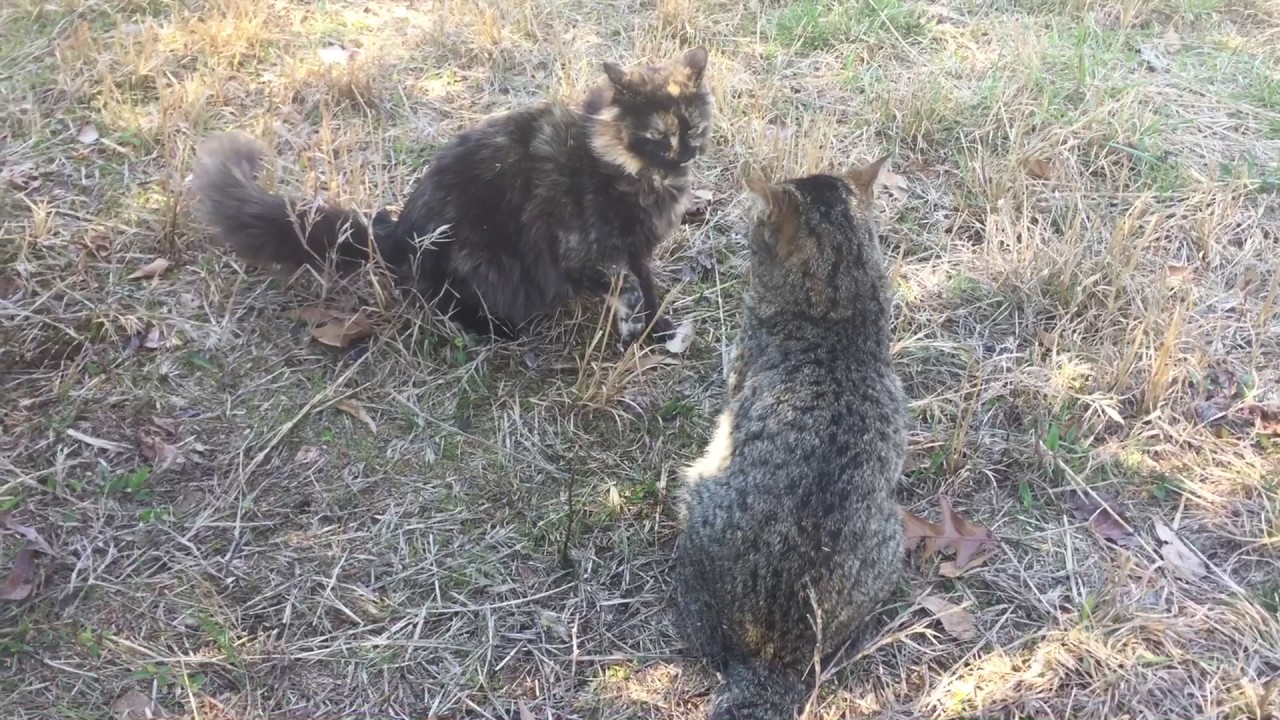 Brother and Sister CAT FIGHT!