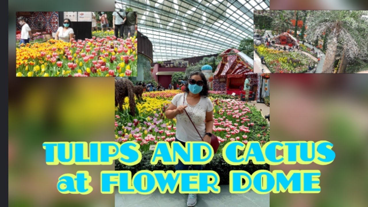 DIFFERENT VARIETY OF TULIPS AND CACTUS AT FLOWER DOME SINGAPORE