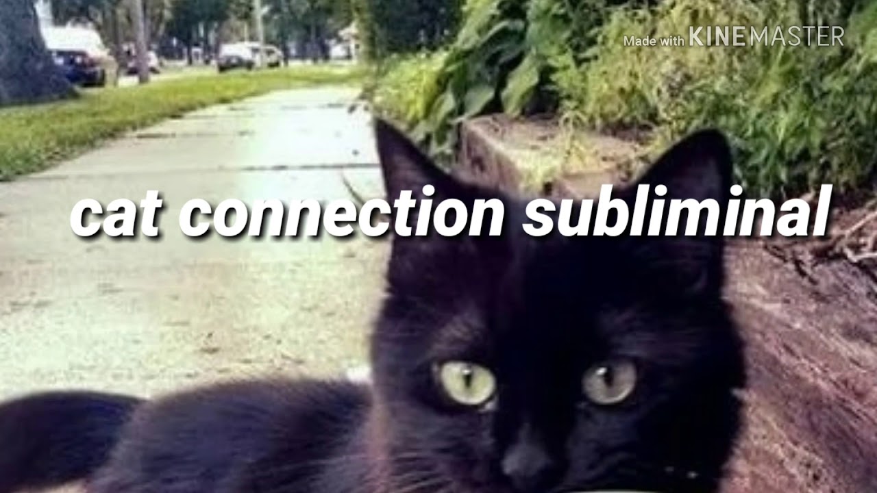 Cat Connection Subliminal