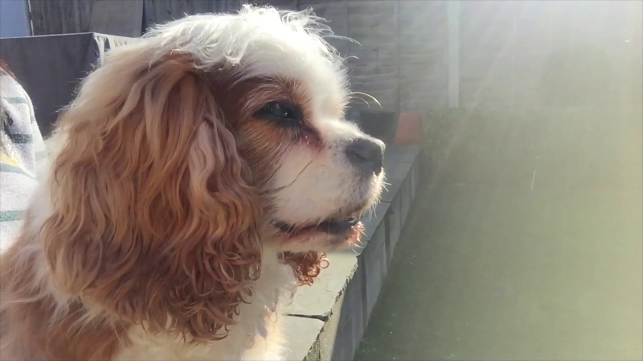 RIP Toro, My Cavalier Cutie