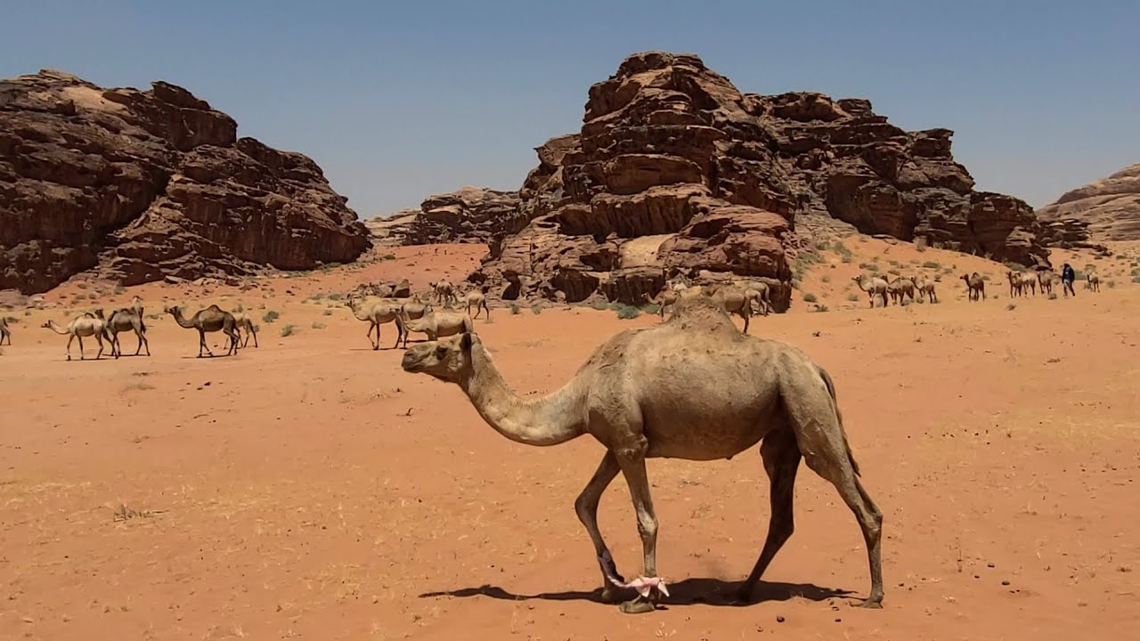 Wadi Rum Jordan 2023 - Desert Wandering Tour 4K