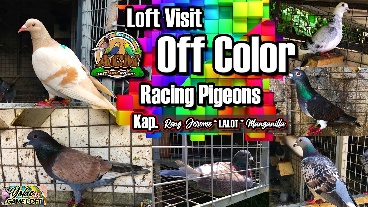 Off Color Racing Pigeons🕊️💙🧡💚💛💜❤️