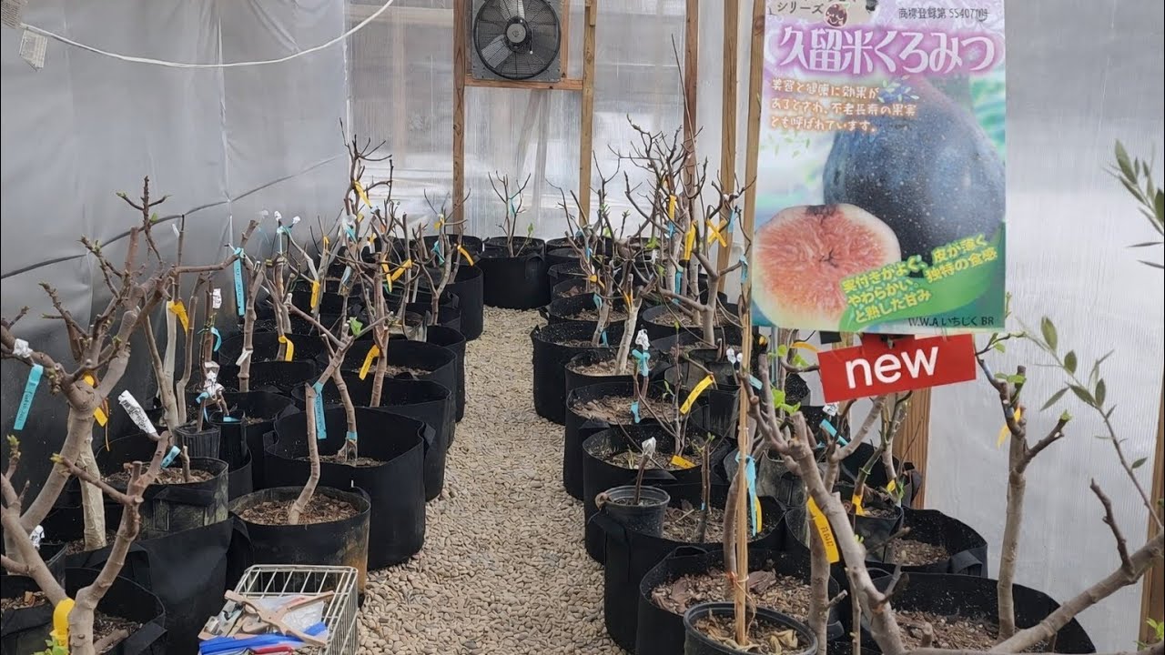 Greenhouse and New Fig Varieties Update. Chicago January 18th, 2026. Kurume Fig Varieties 