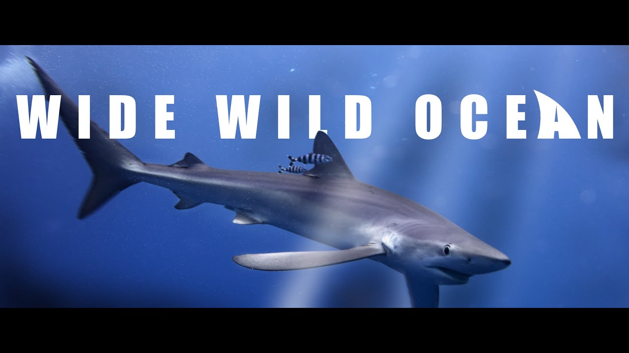 WIDE WILD OCEAN – Diving Azores 2023