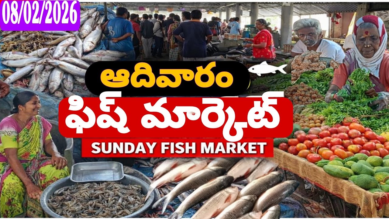 Vijayawada padamata fish market విజయవాడ ఫిష్ మార్కెట్ @Daily-pets-life 