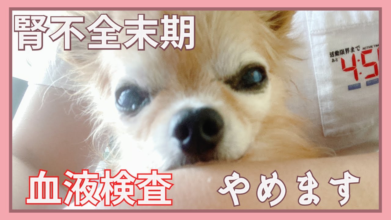 【腎不全末期】血液検査を一旦やめます