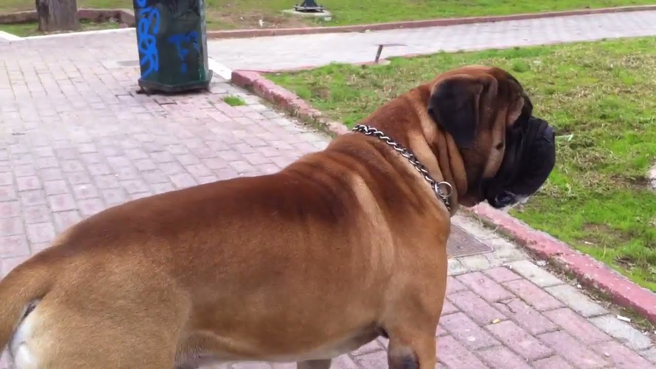 Drooling Bullmastiff