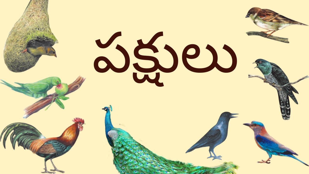 పక్షులు || Pakshulu || 3rd Class Telugu (Telangana)