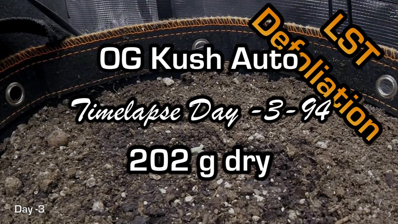 OG Kush Auto #2 Day -3-94 Timelapse #autoflower #fastbuds #timelapse