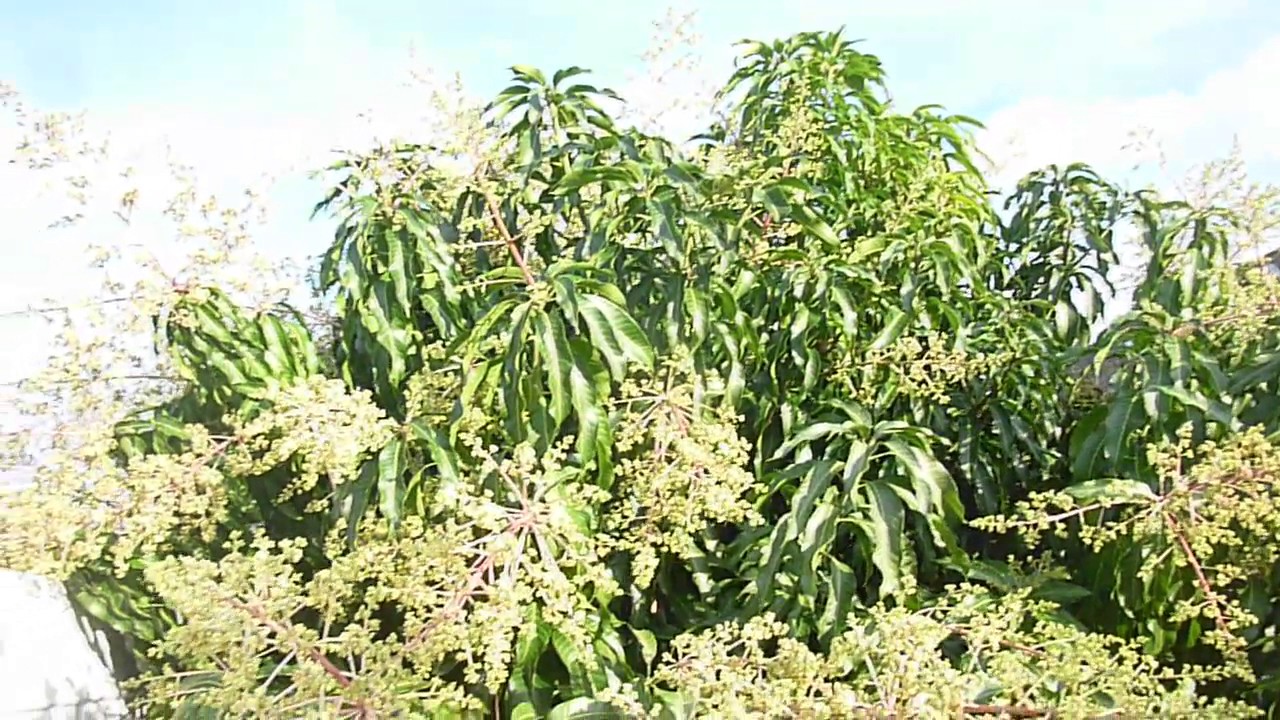 Nam Doc Mai Mango Tree - Part 8