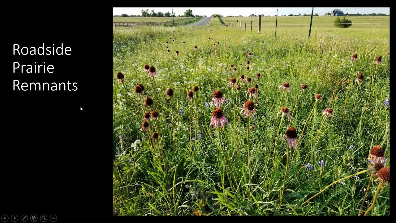 Adam Black w/ Chasing Elusive Blackland Prairie Plants for Ex-Situ Conservation