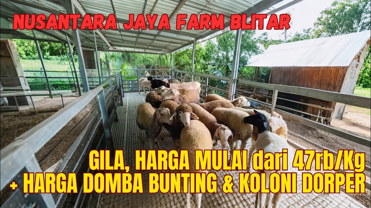 MULAI 47 ribu/Kg, HARGA DOMBA TERBARU di NUSANTARA JAYA Farm❤️‍🔥❤️‍🔥