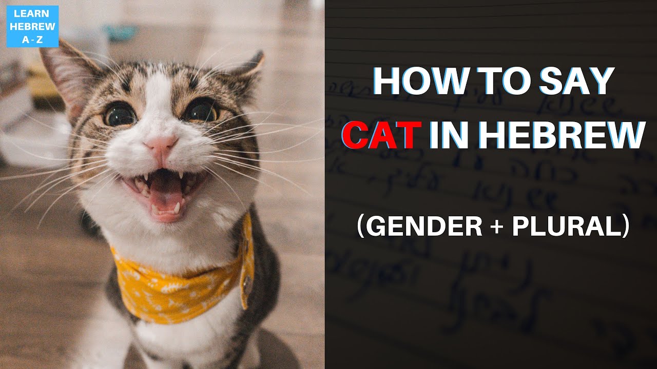 How to say CAT in Hebrew (genders + plural)