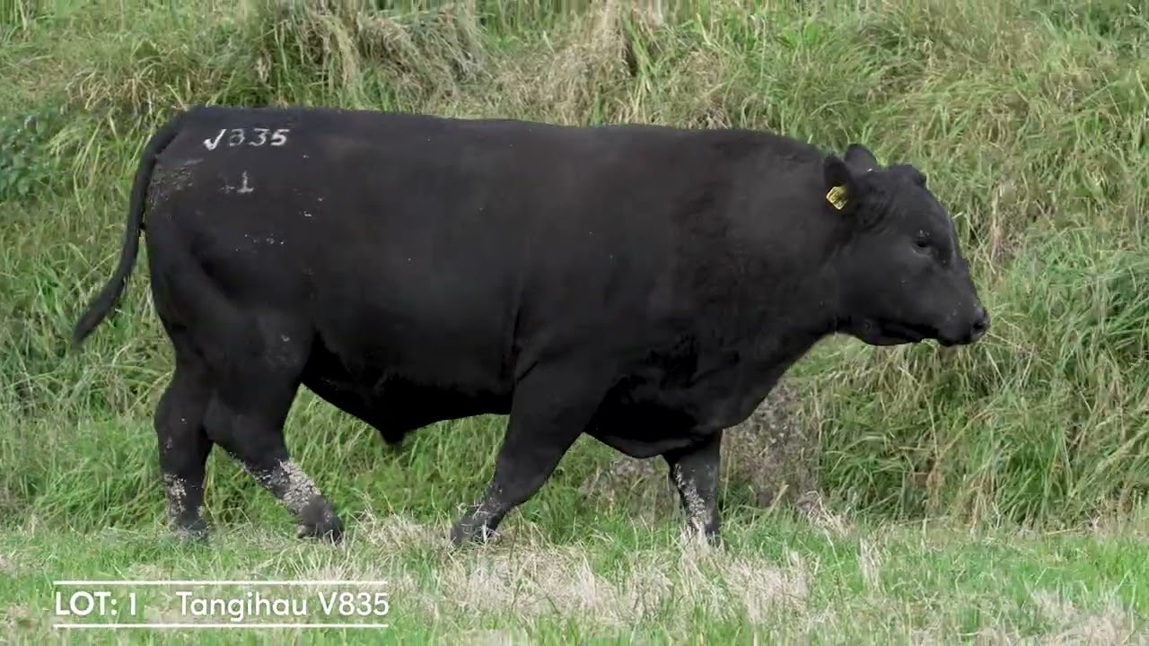 Lot 1 Tangihau V835