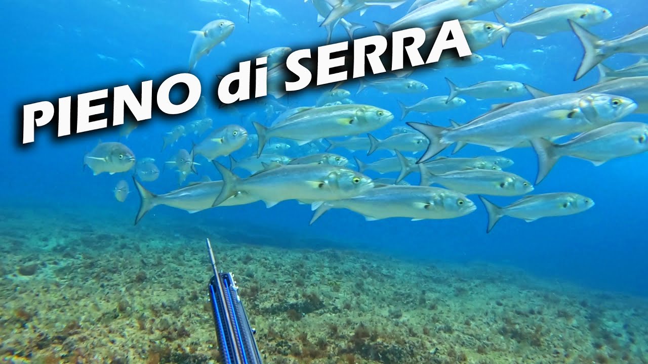 Pieno di pesci serra [ Michele Giurgola ]