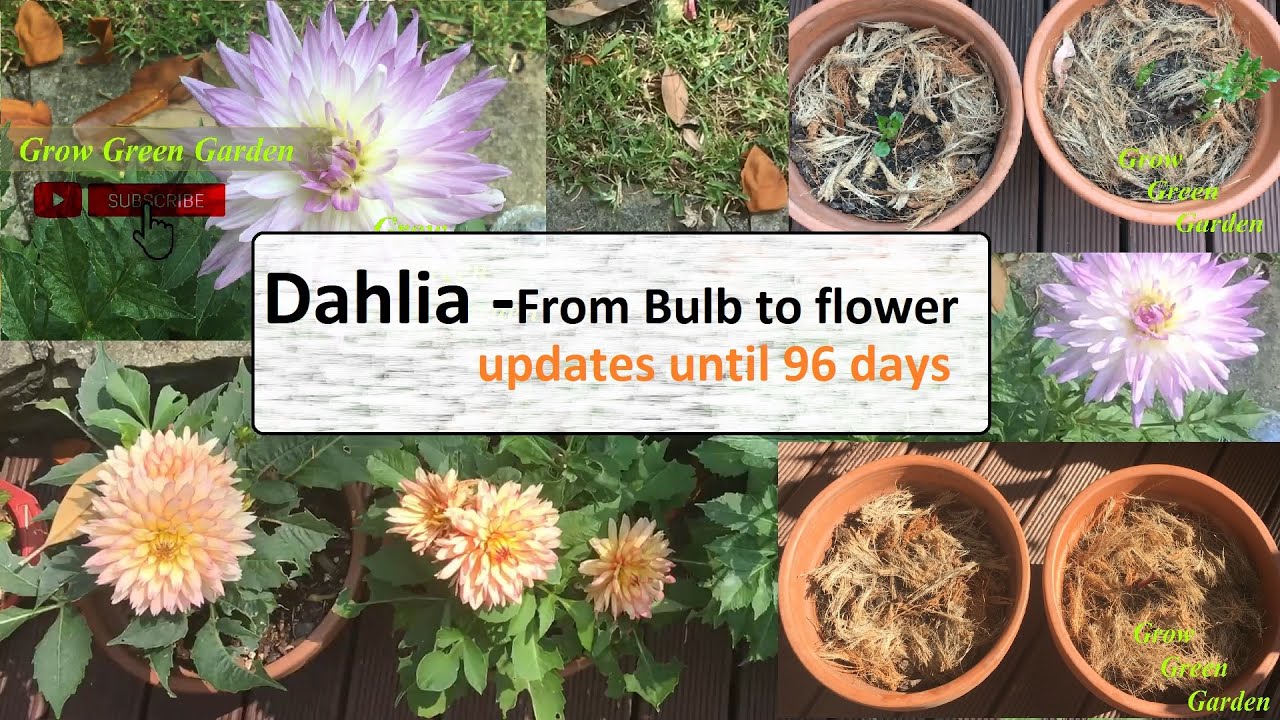 Dahlia From Bulb to Flower